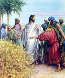 De farizeen klagen Jesus' dicipelen aan omdat zij op de sabbat aren plukken om te eten.